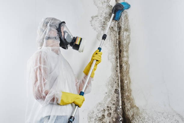 FreshHome Mold Removal