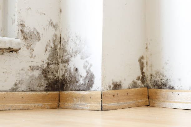 HealthyHouse Mold Services